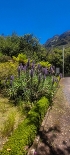 Plants: image 64 Of 208 Thumb